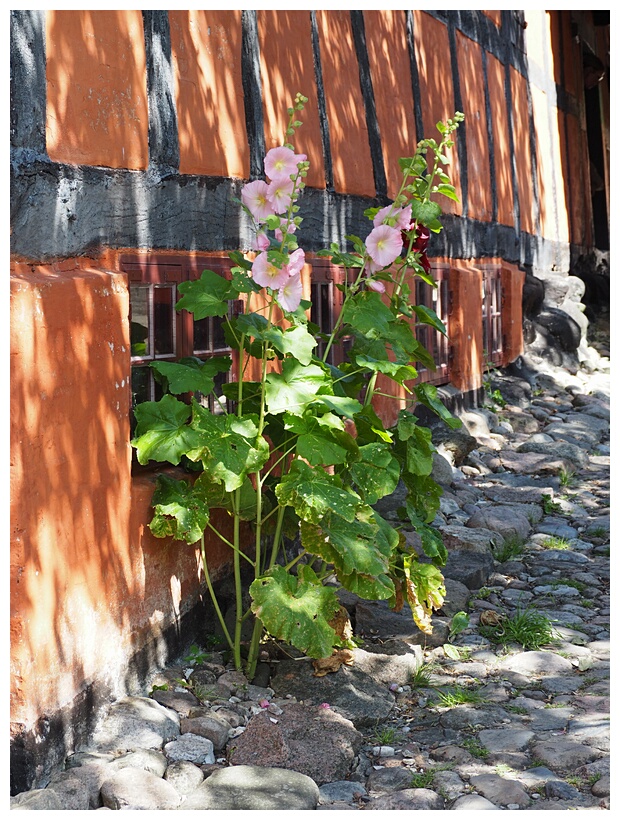 Hollyhocks