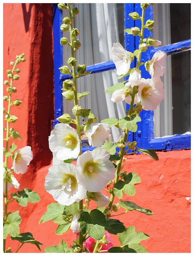 Hollyhocks