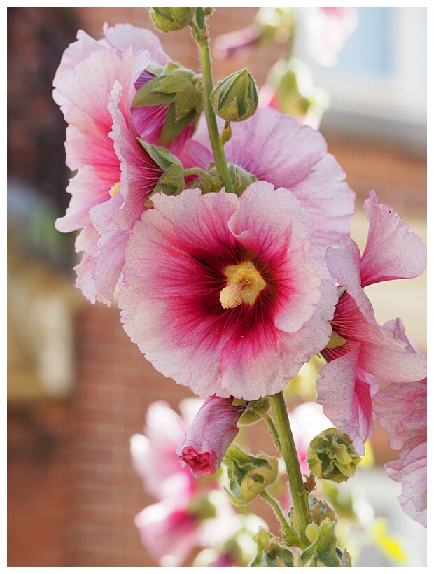 Hollyhocks