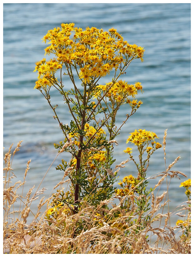 Flowers and Waters