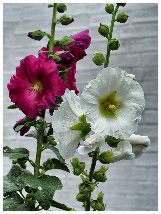 Hollyhocks