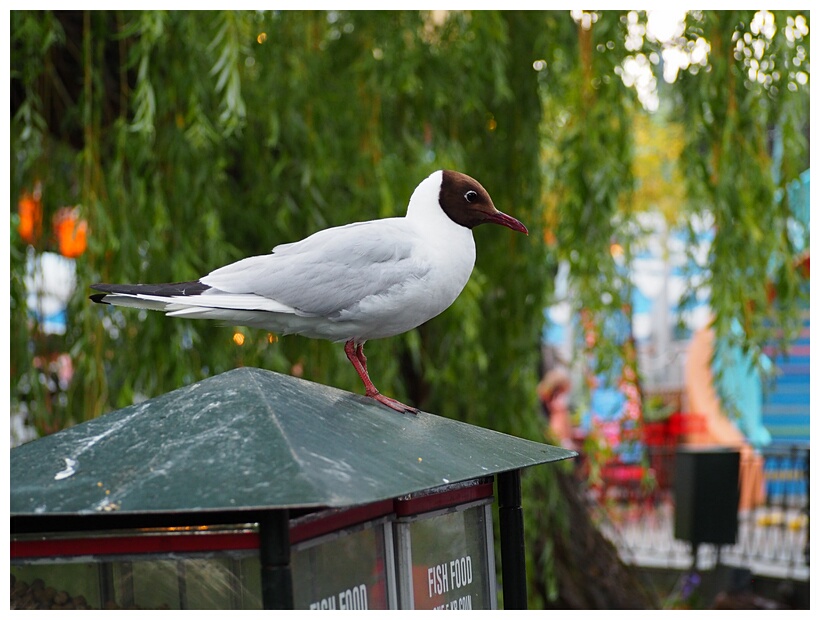 Tivoli Gardens