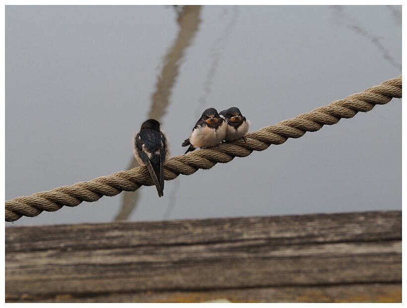 Swallows