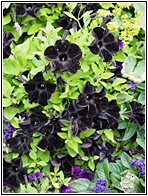 Black Petunias