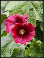 Hollyhocks