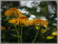 Yellow Flowers