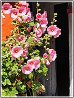 Hollyhocks