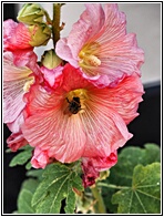 Hollyhocks