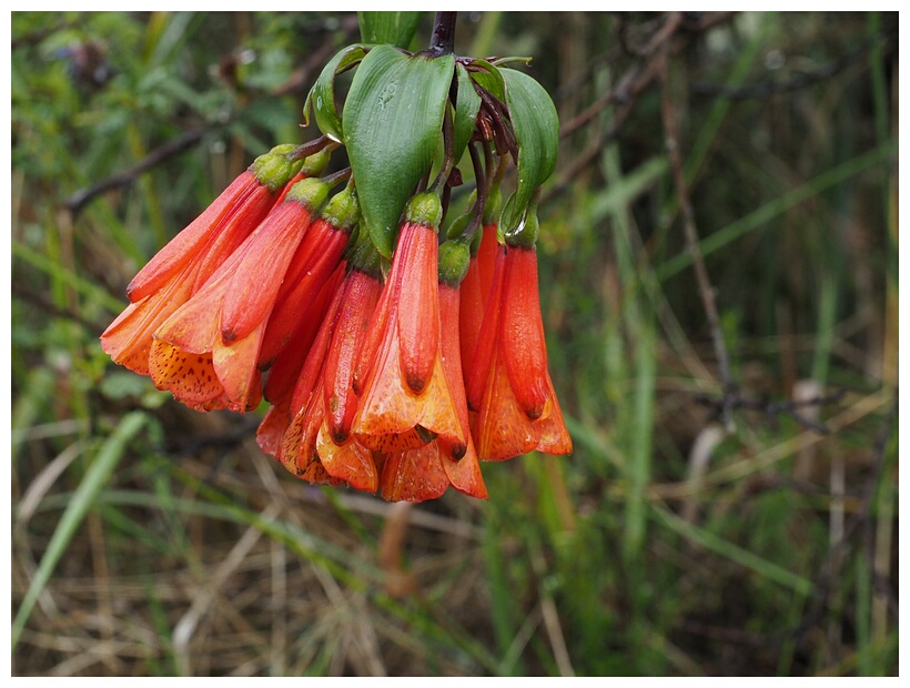 Flores