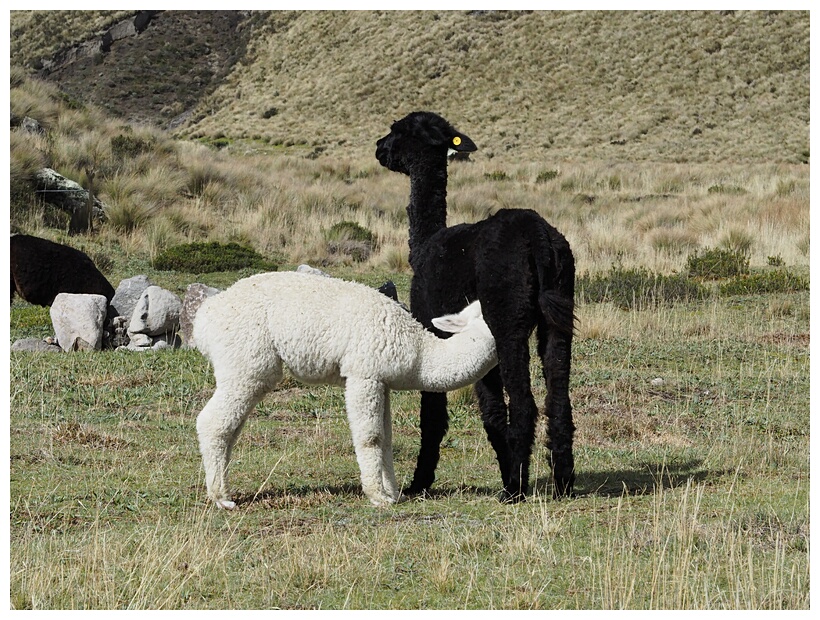 Alpacas