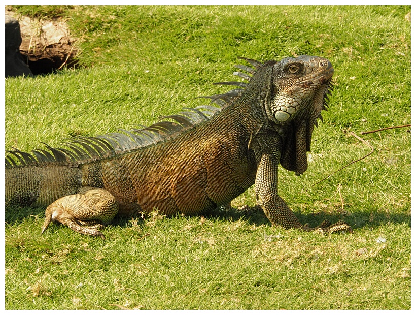 Iguana