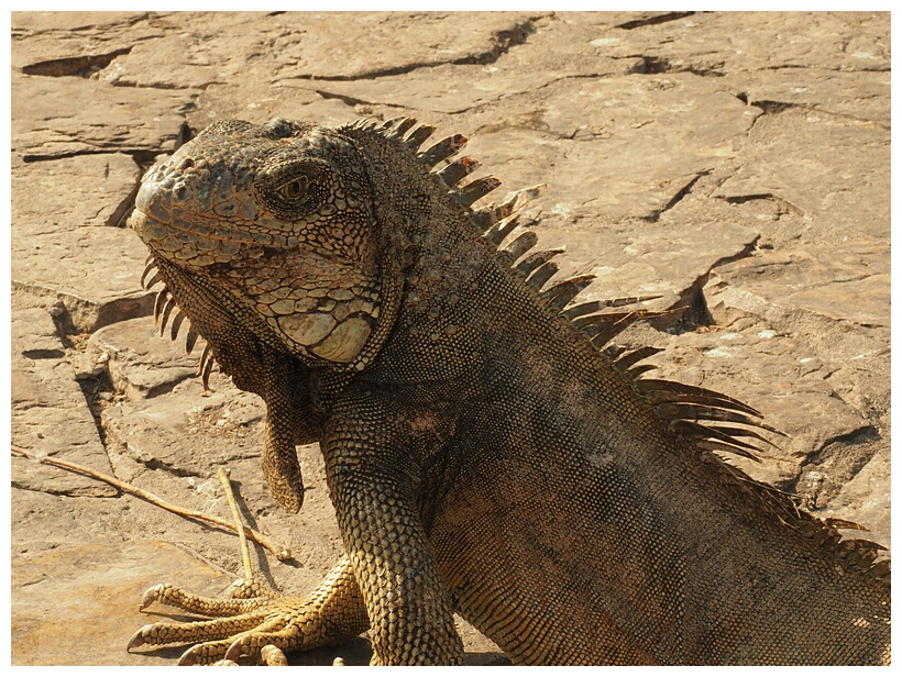 Iguana