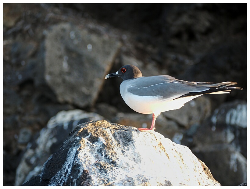 Gaviota de Cola Bifurcada