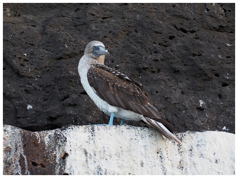 Piquero de Patas Azules