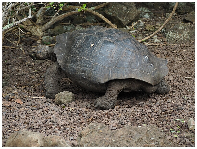 Tortuga Gigante