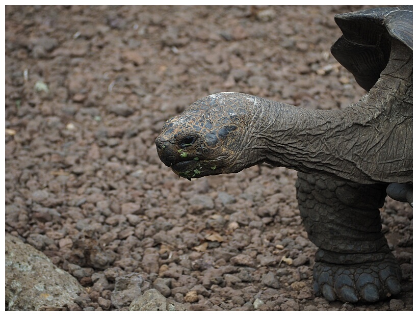 Tortuga Gigante