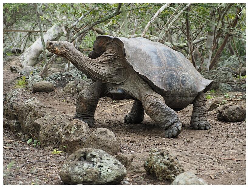 Tortuga Gigante