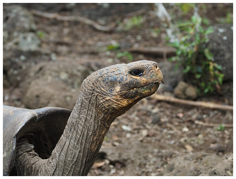 Tortuga Gigante