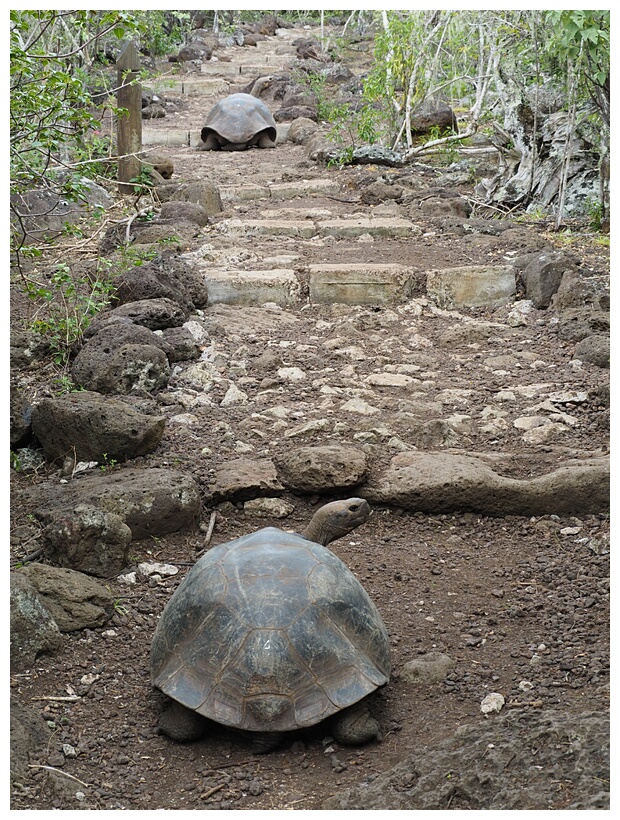 Tortuga Gigante