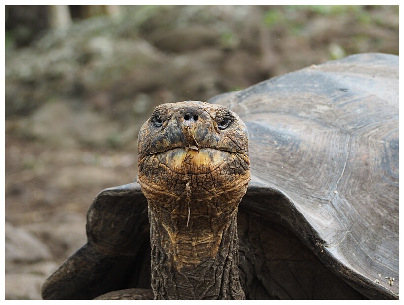 Tortuga Gigante