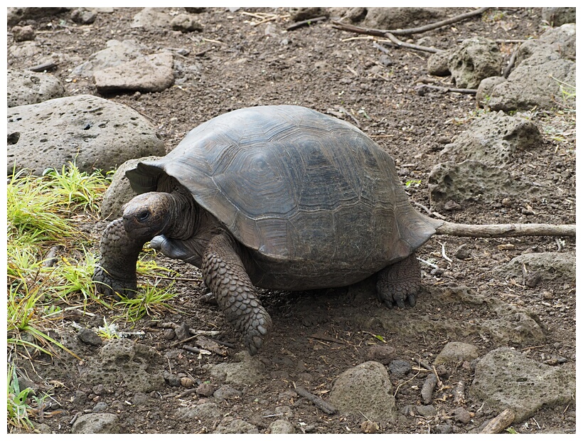 Tortuga Gigante