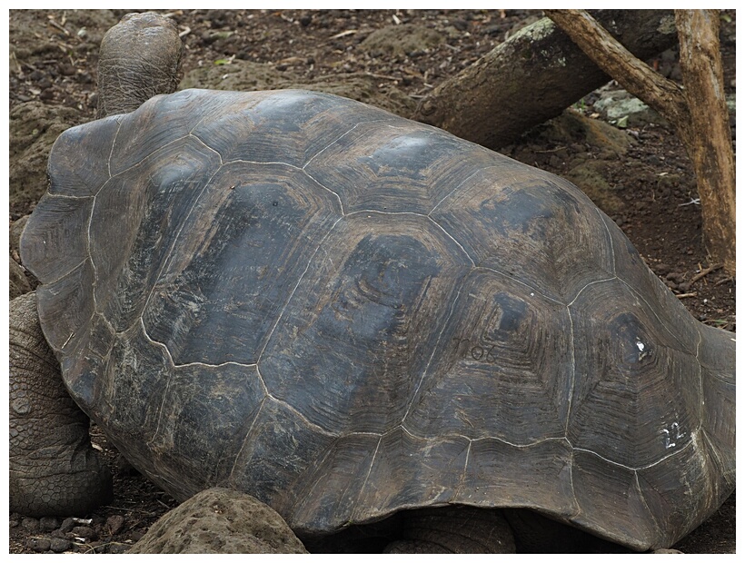 Tortuga Gigante