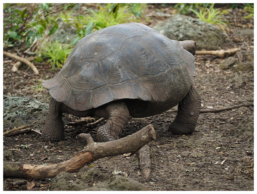 Tortuga Gigante