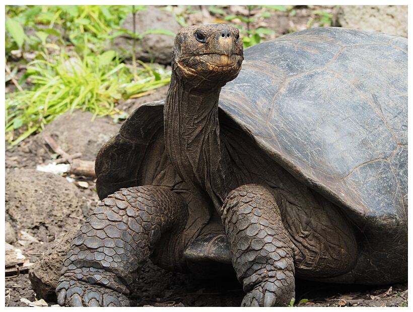 Tortuga Gigante