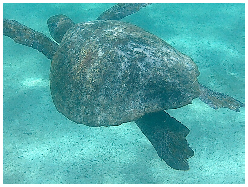 Tortuga Marina Verde