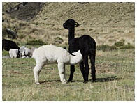 Alpacas