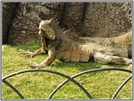 Iguanas