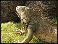 Iguana