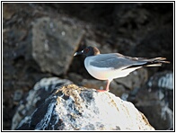 Gaviota de Cola Bifurcada