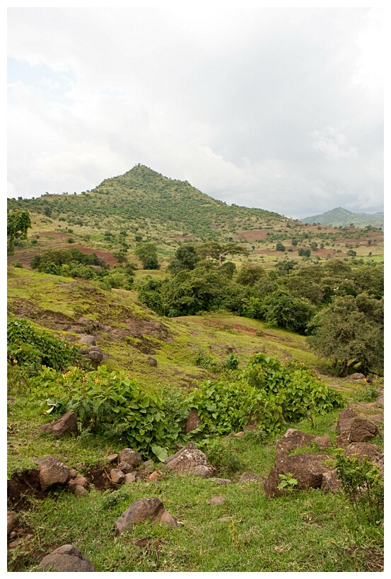 Lush Landscape