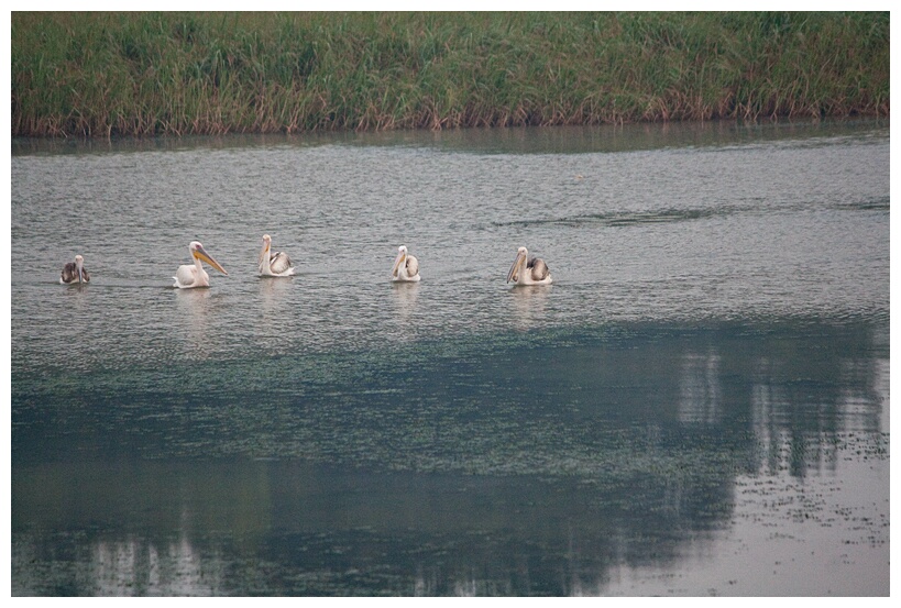 Great White Pelicans