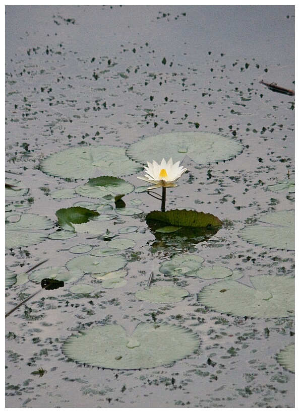 Waterlily