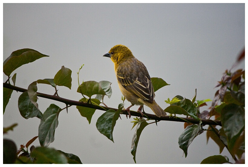 Village Weaver