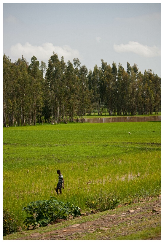 Rice Fields