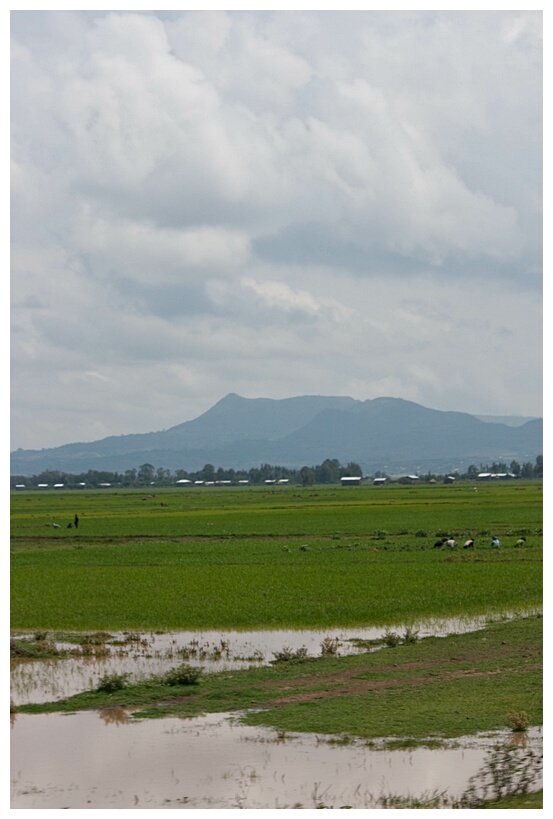 Flooded Fields