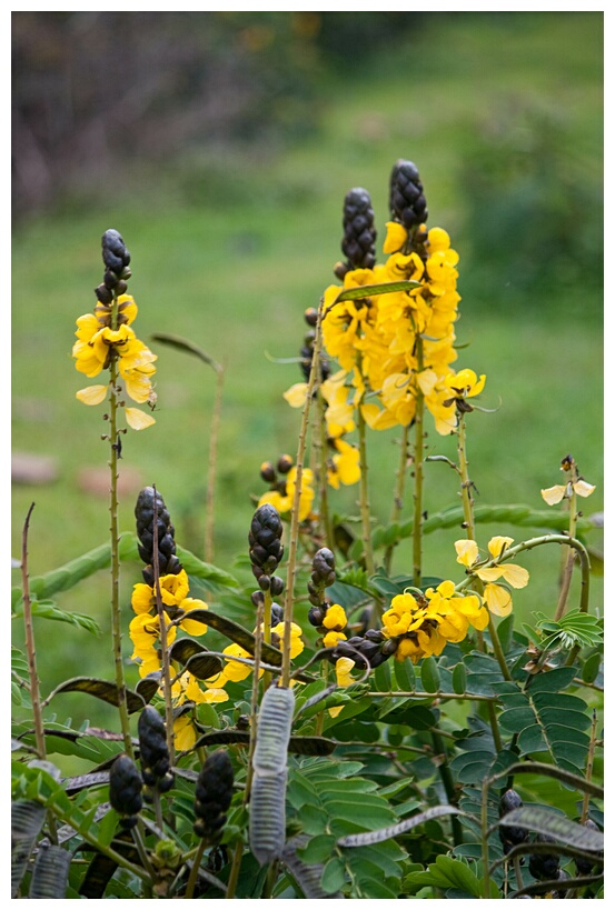 Yellow Flowers