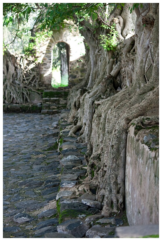 Amazing Roots