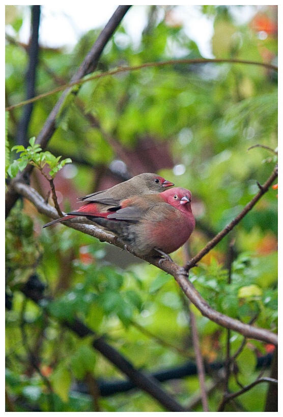 Red-billed Firefinchs