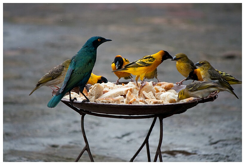 Feeding Birds