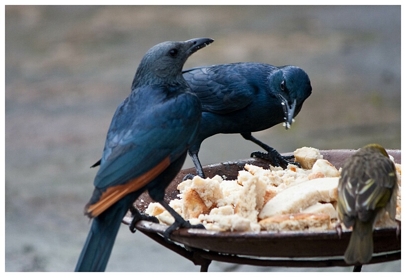 Red-windget Starling 