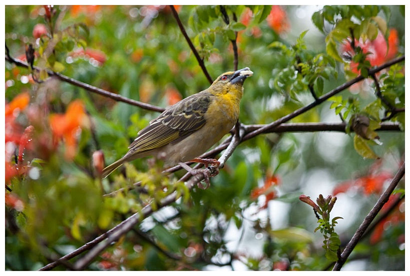 Village Weaver