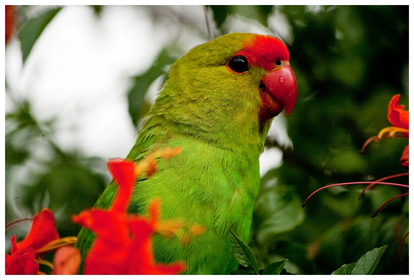 Black-winged Lovebird