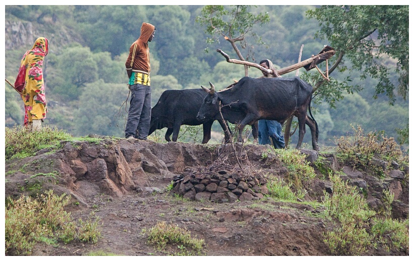 Plough and Oxen