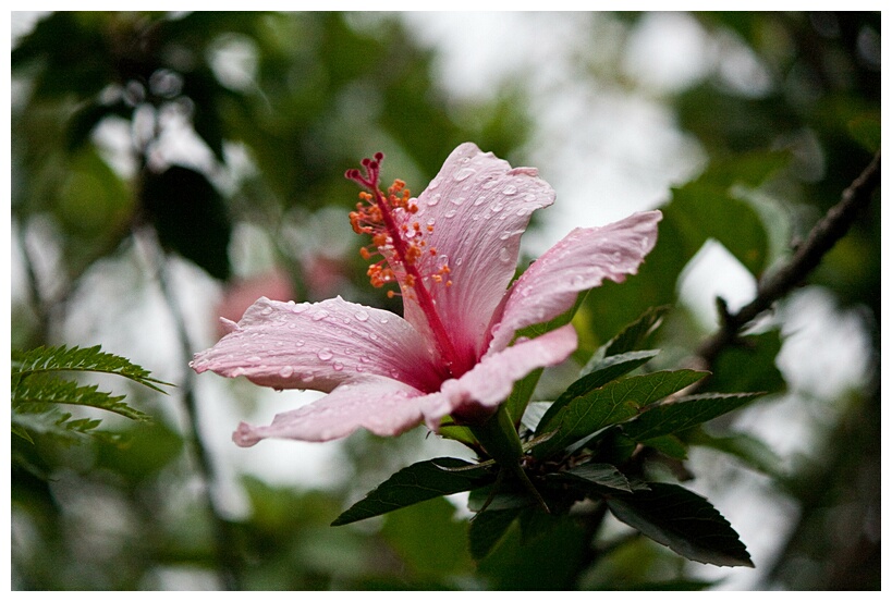 Hibiscus