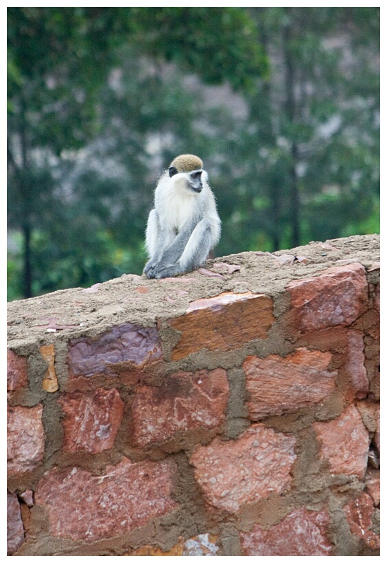 Vervet Monkey