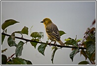 Village Weaver